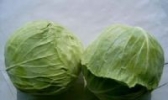 阳高圆白菜