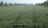 十三边麻黄草