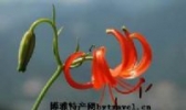 山丹丹花
