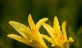 大同黄花