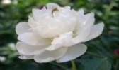 芍药