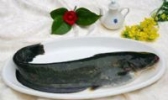 鄂尔多斯黄河鲶鱼