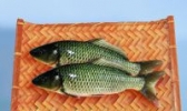 鄂尔多斯黄河鲤鱼