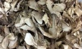 内蒙古松茸