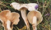 绿色山宝蘑菇