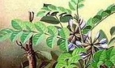 乌兰察布甘草