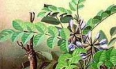 商都甘草