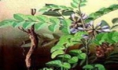 兴和甘草