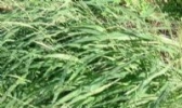 乌盟黍