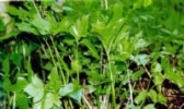 黑里河山野菜