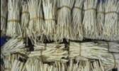 北沙参