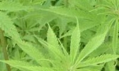 锡林浩特哈拉海
