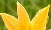 西乌旗黄花