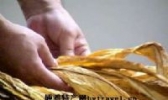 圐圙补隆烟叶