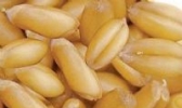 达茂小红皮小麦