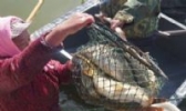 南海黄河鲤鱼