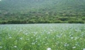 后山胡麻油