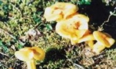 根河山野蘑菇
