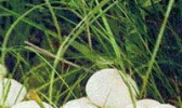 呼伦贝尔草原白蘑