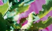营口柞蚕