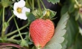 腾鳌温泉草莓