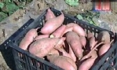 黑山地瓜
