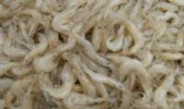 锦州毛虾
