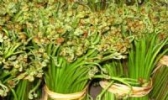 抚顺蕨菜