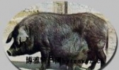 昌图黑猪
