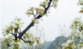 建昌花梨