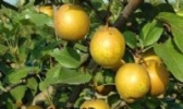 葫芦岛锦丰梨