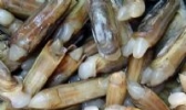 笔杆蛏