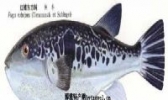 大连红鳍东方鲀