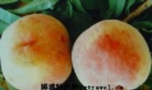 大连桃子