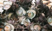 香螺