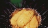 大连紫海胆