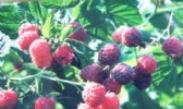 登仕堡子镇树莓