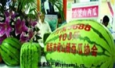 小梁山西瓜