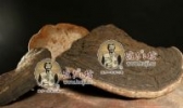 野生裂蹄层孔菌