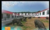 东辽黑猪