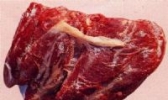 草原红牛肉