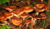 长白山野生榛蘑