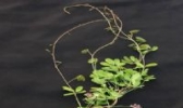 木通