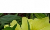 月见草
