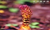 草丛蓉