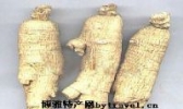 靖宇西洋参
