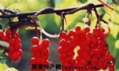 五味子
