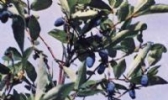 勃利山茄子