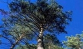 樟子松