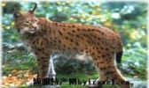 猞猁皮